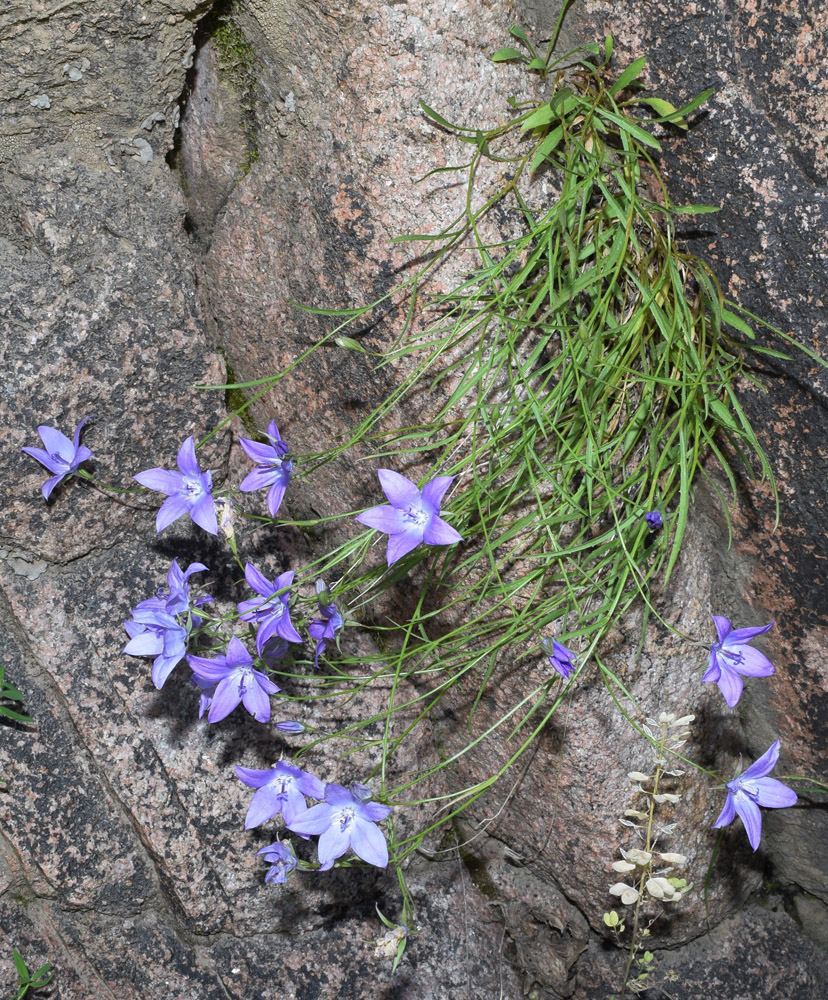 Изображение особи Campanula alberti.