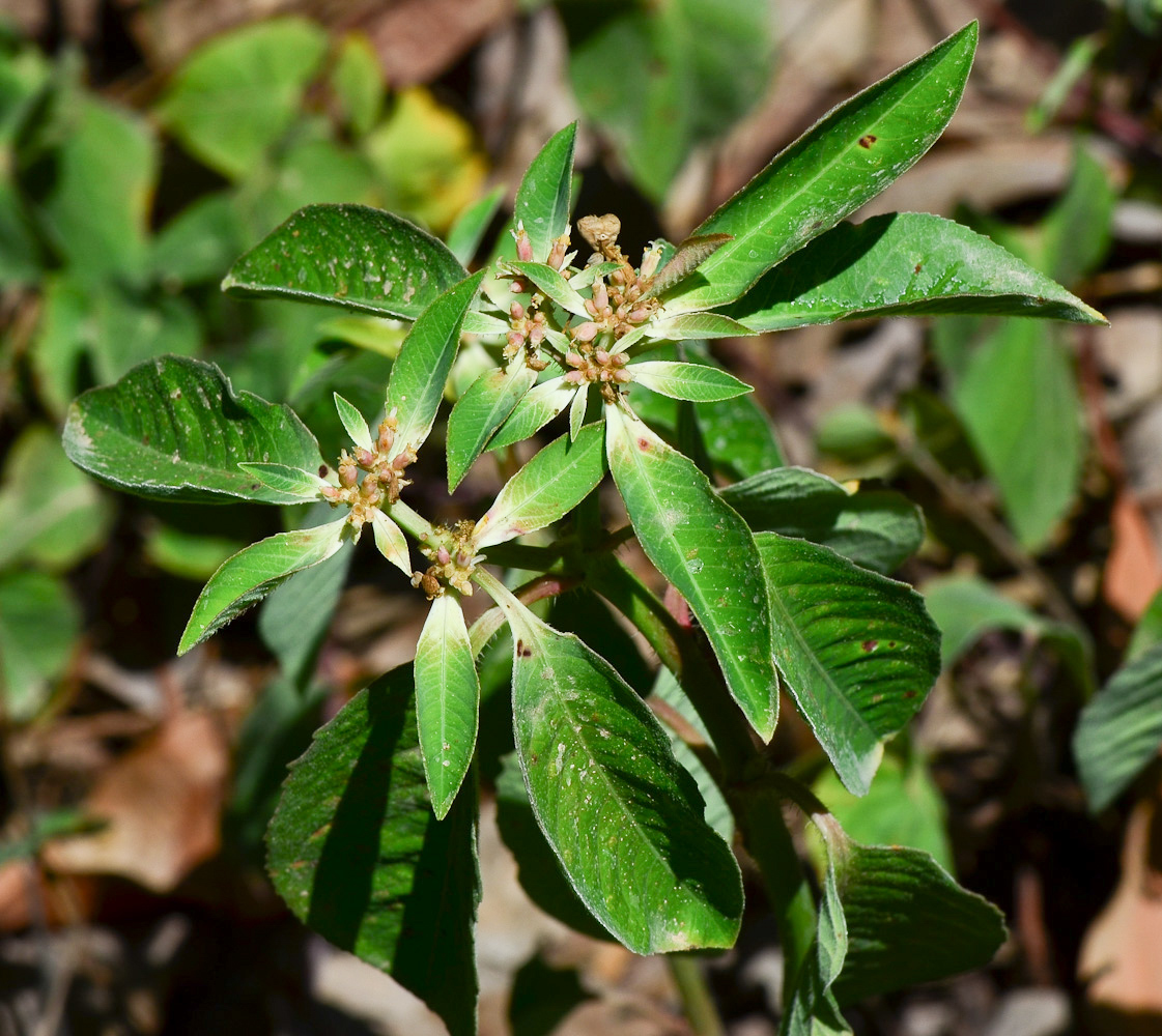 Изображение особи Euphorbia heterophylla.