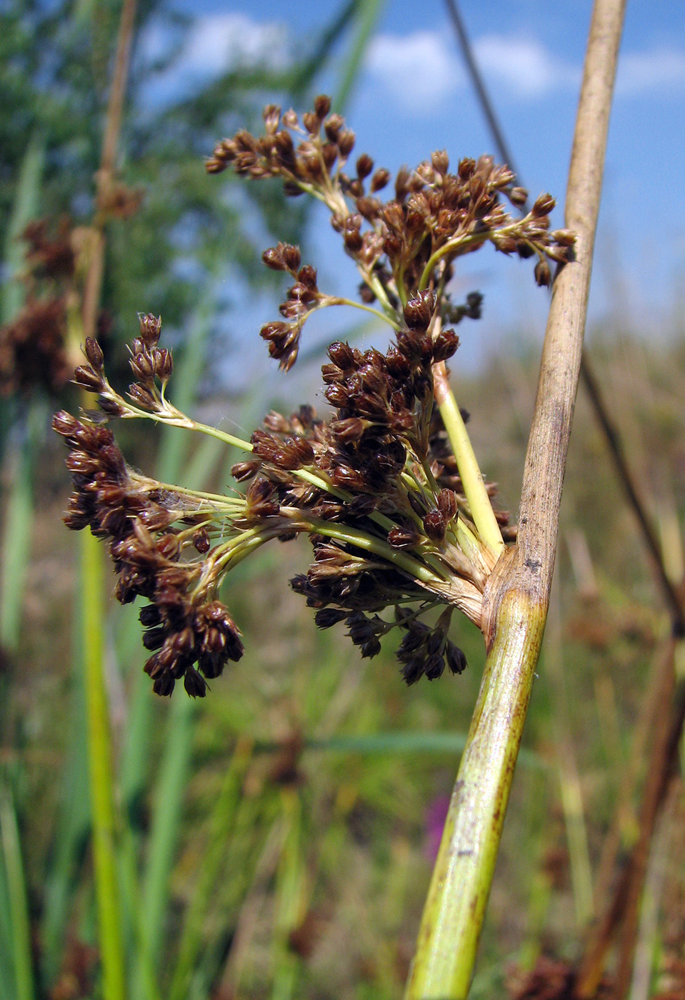 Изображение особи Juncus effusus.