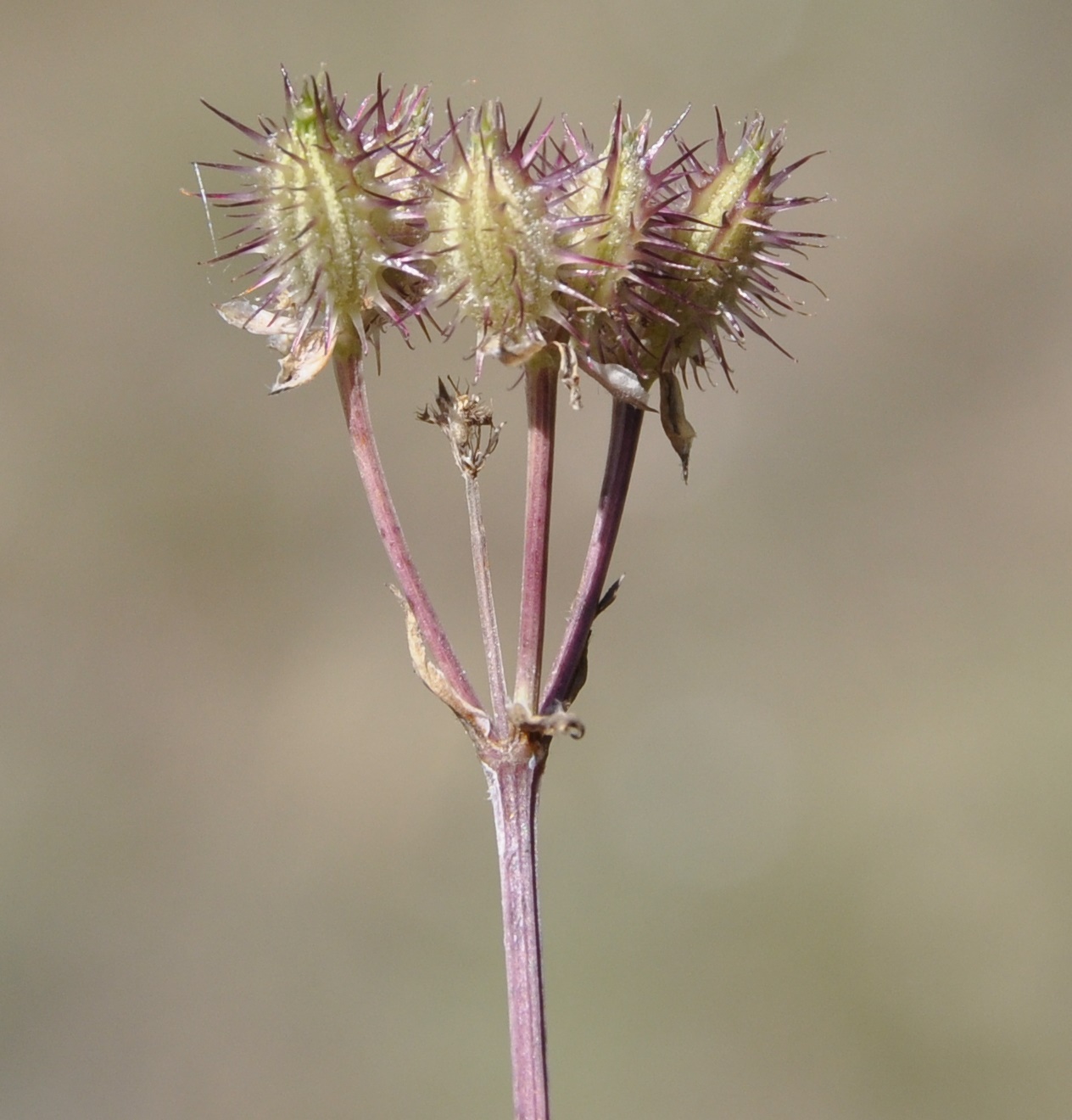 Image of Orlaya daucoides specimen.