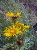 Inula helenium