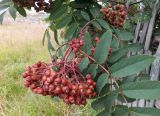 Sorbus aucuparia ssp. glabrata