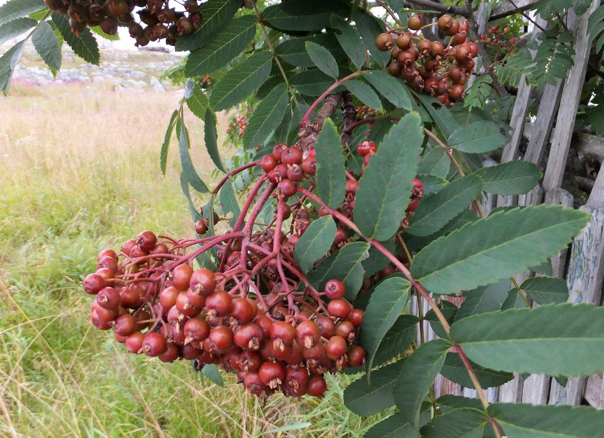 Image of Sorbus aucuparia ssp. glabrata specimen.