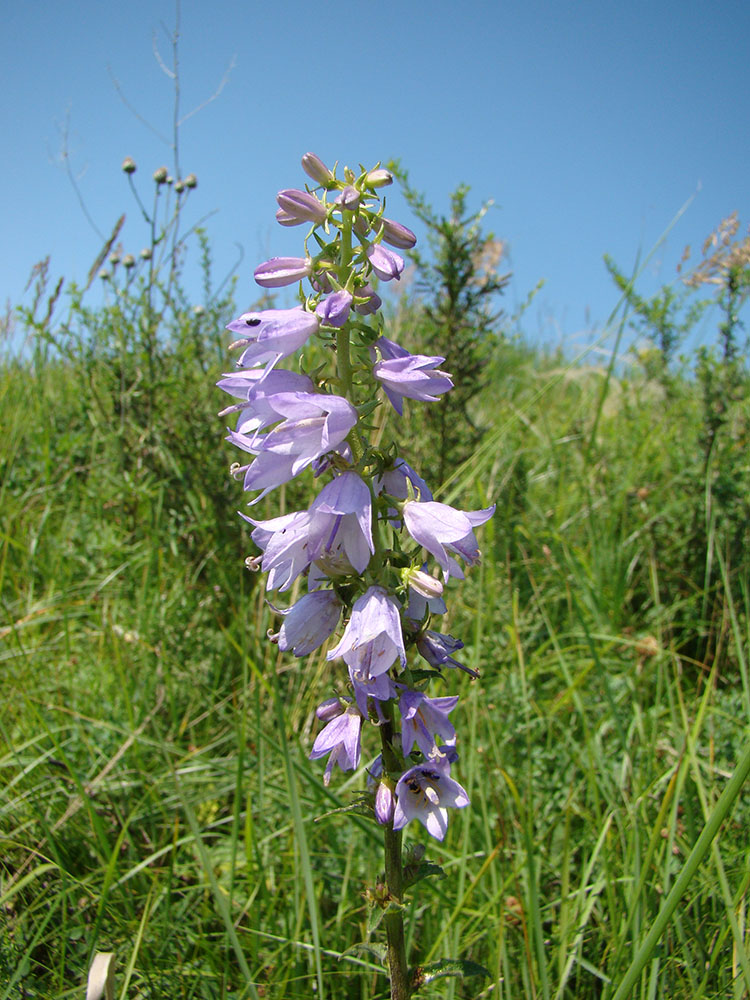 Изображение особи Campanula bononiensis.