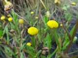 Cotula coronopifolia