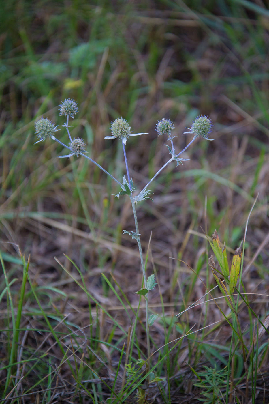 Изображение особи Eryngium planum.