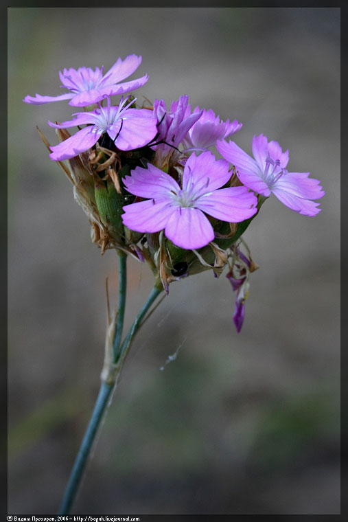 Image of Dianthus borbasii specimen.