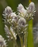 Antennaria dioica