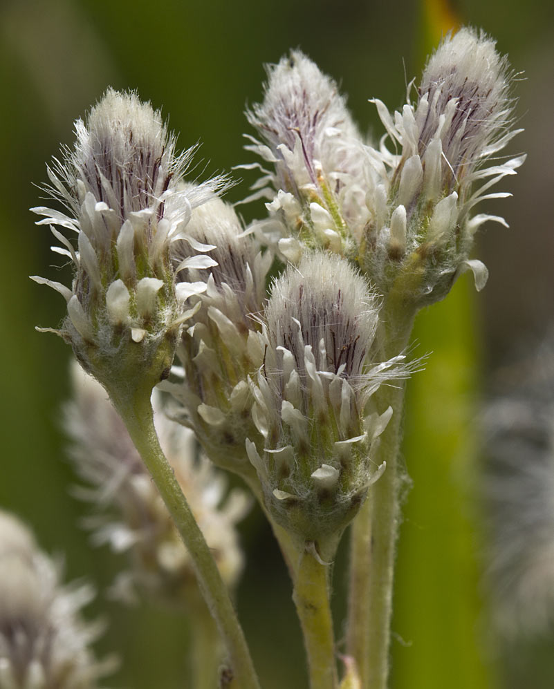 Image of Antennaria dioica specimen.