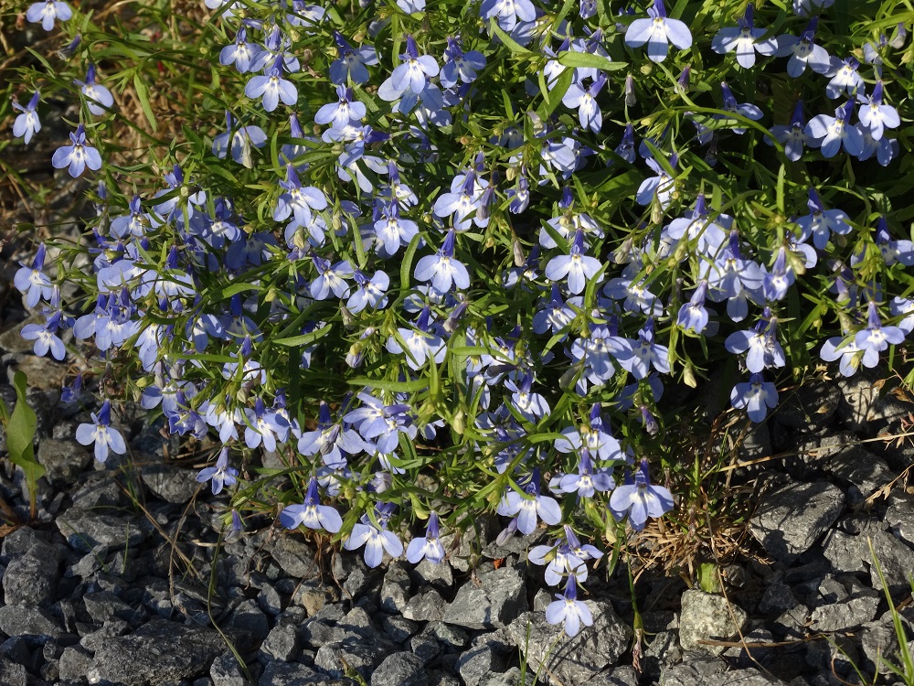 Image of Lobelia erinus specimen.