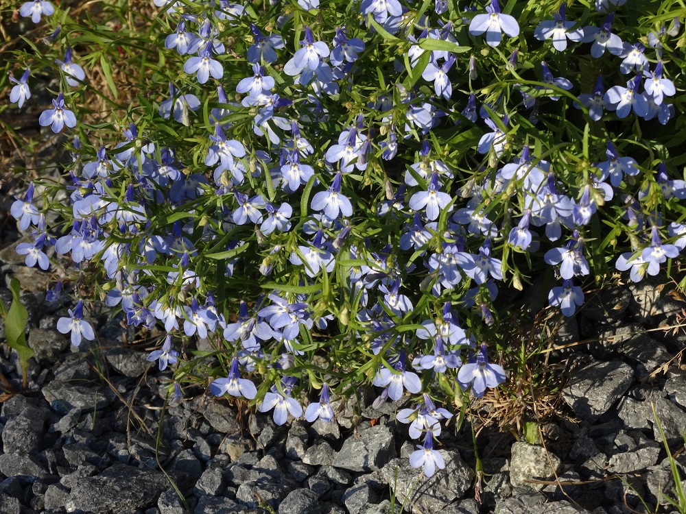 Изображение особи Lobelia erinus.