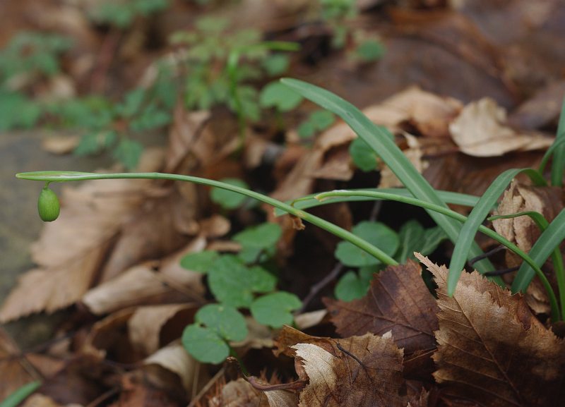 Изображение особи Galanthus rizehensis.