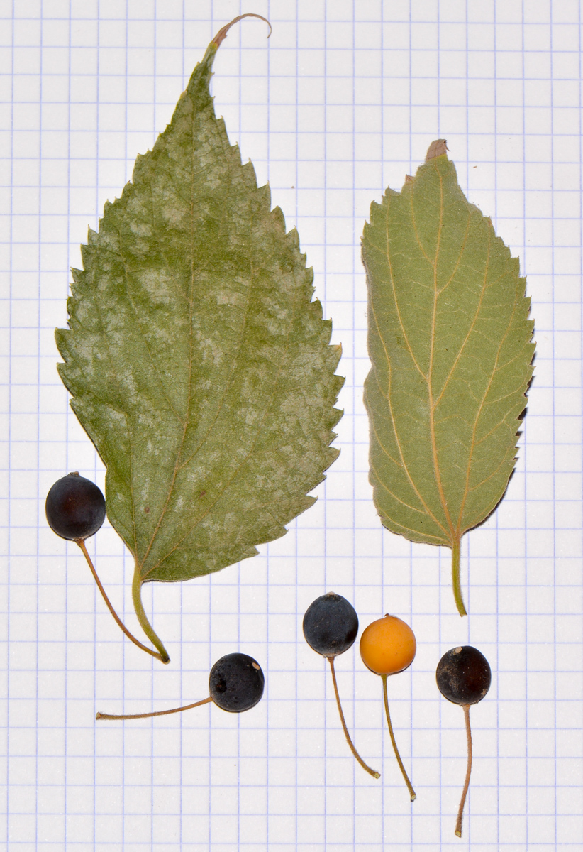 Image of Celtis australis specimen.