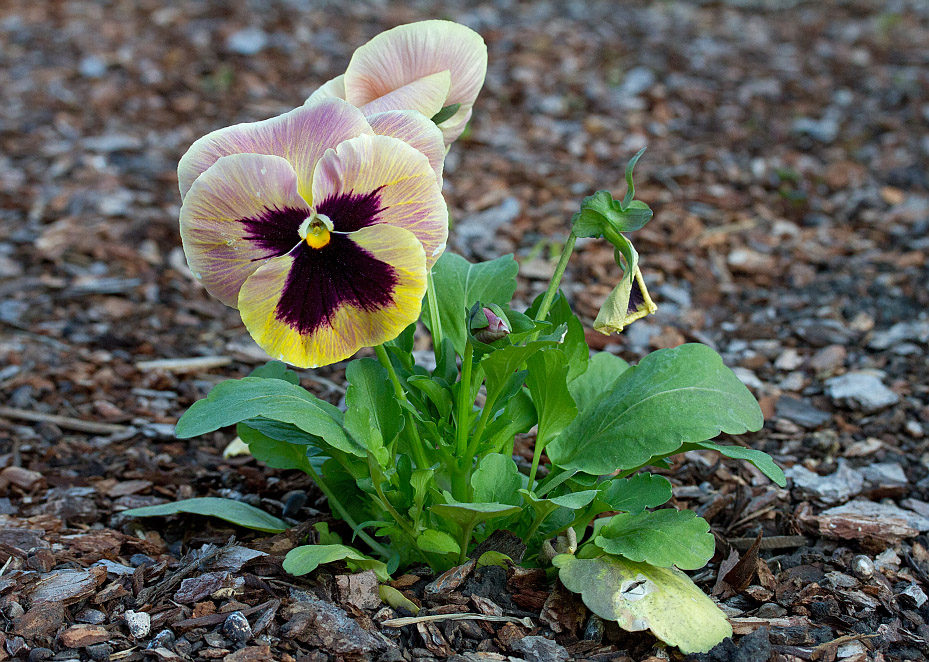 Image of Viola wittrockiana specimen.