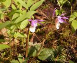 Calypso bulbosa