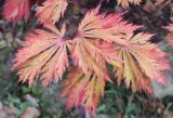 Acer japonicum