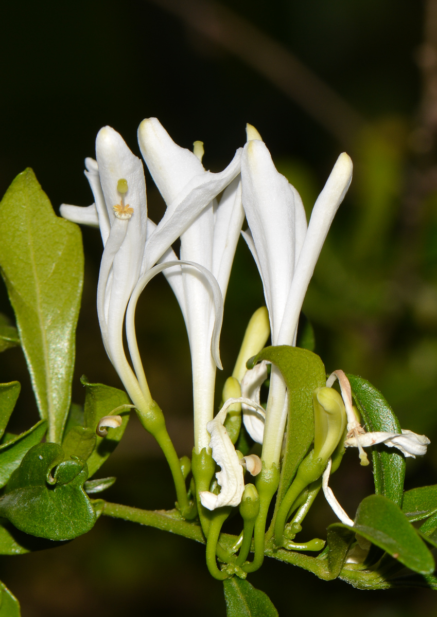 Изображение особи Turraea obtusifolia.