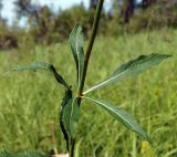 Adenophora verticillata. Часть стебля с листьями. Амурская обл., Бурейский р-н, окр. с. Малиновка, правый берег р. Бурея. 17.07.2016.