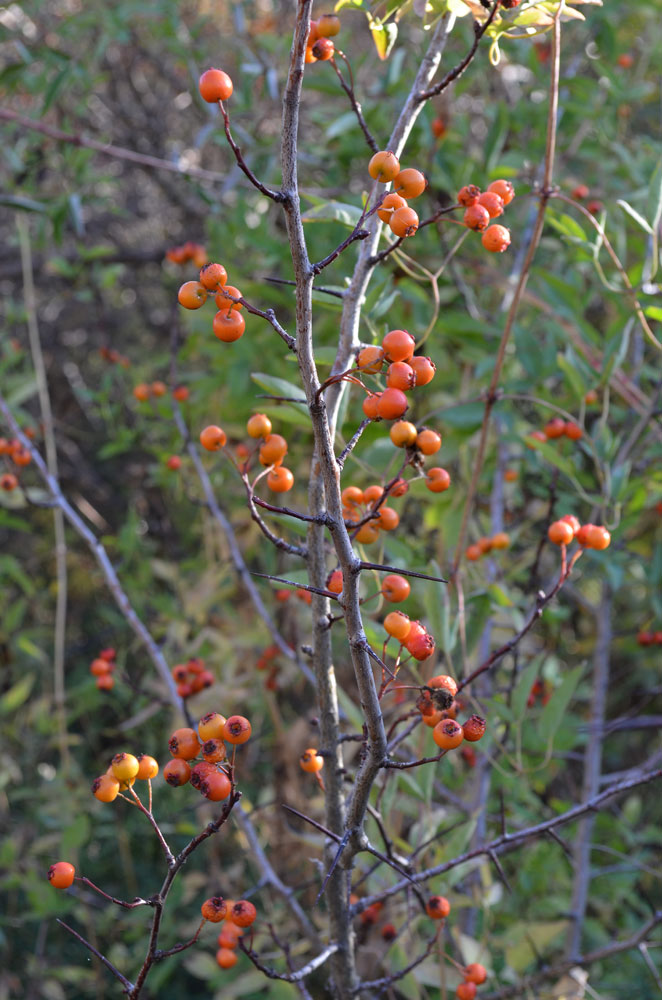 Image of Crataegus knorringiana specimen.