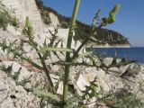 Sonchus oleraceus