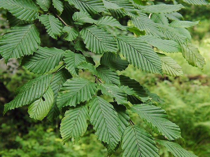 Изображение особи Carpinus betulus.