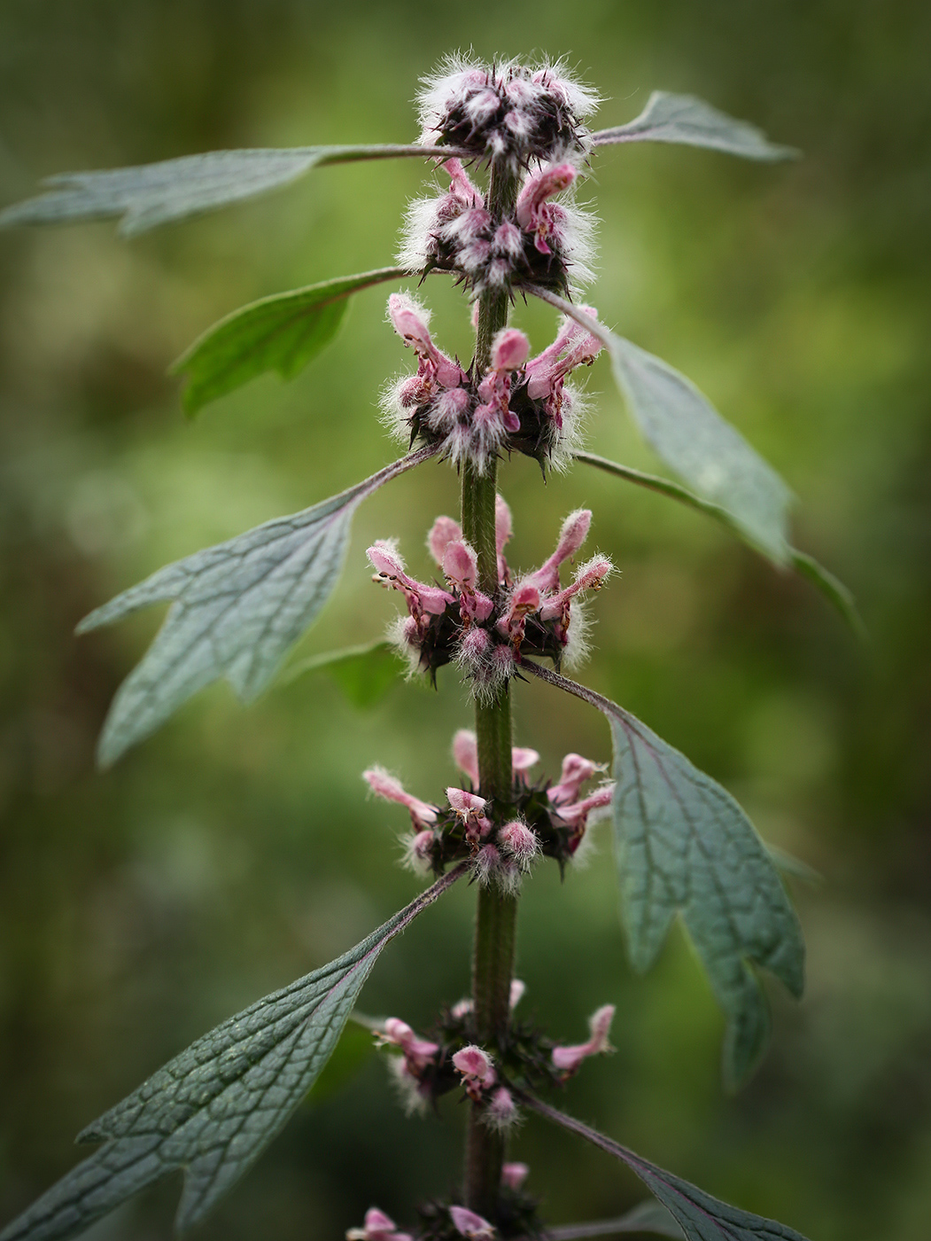 Изображение особи Leonurus quinquelobatus.