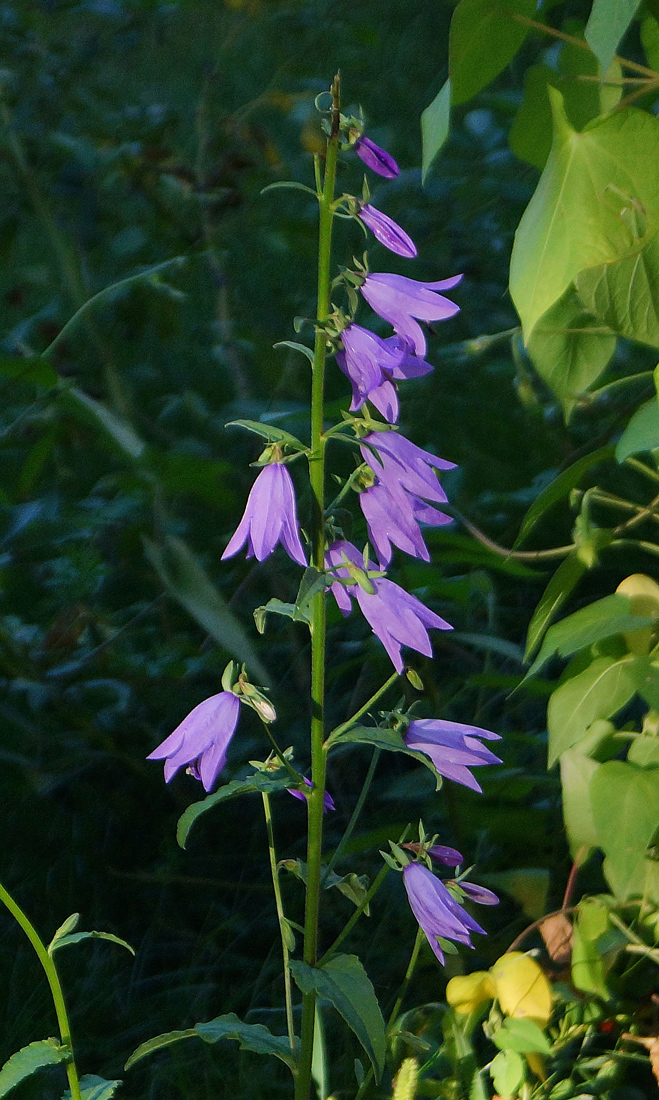 Изображение особи Campanula rapunculoides.