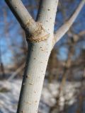 Acer negundo