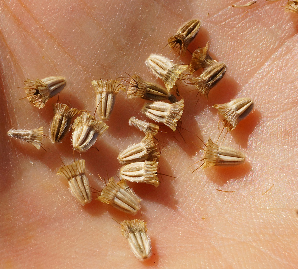 Image of Scabiosa ochroleuca specimen.