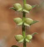 Scutellaria subspecies olympica