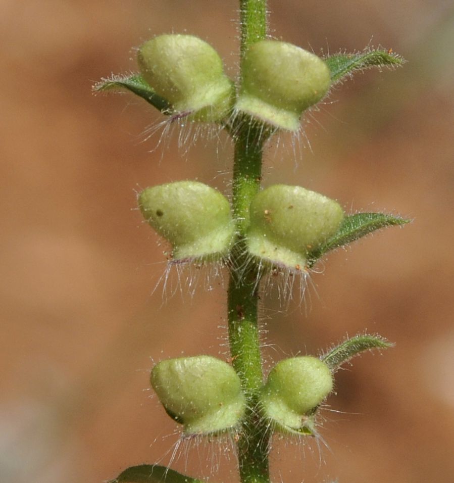Изображение особи Scutellaria rupestris ssp. olympica.