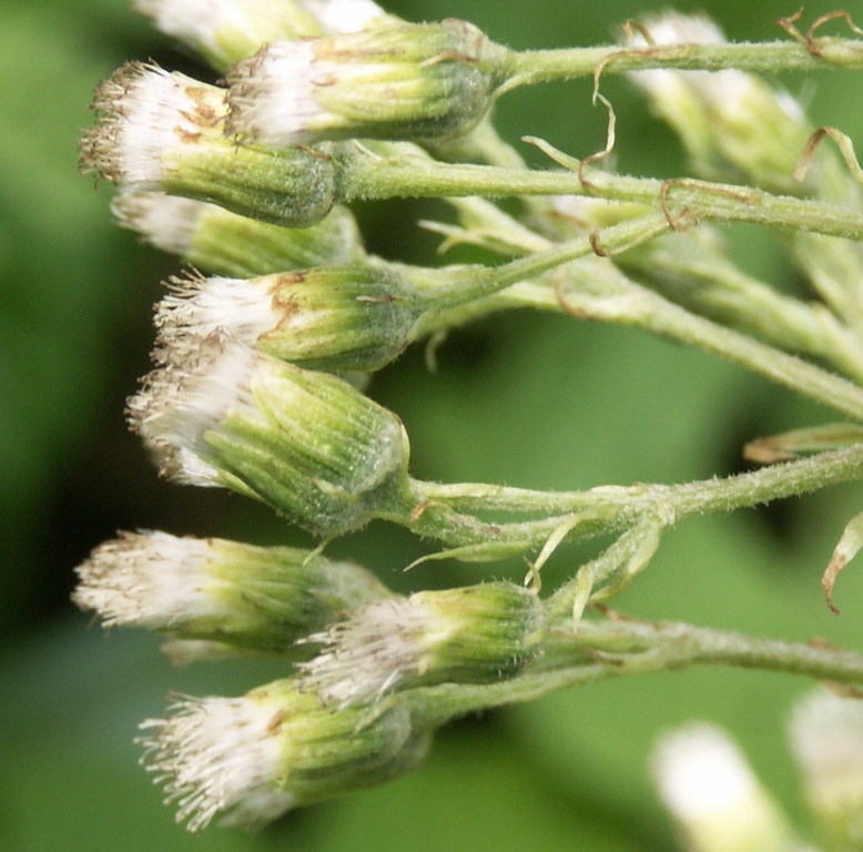 Image of Petasites albus specimen.