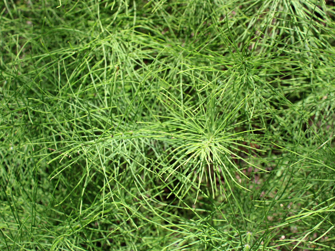 Изображение особи Equisetum arvense.