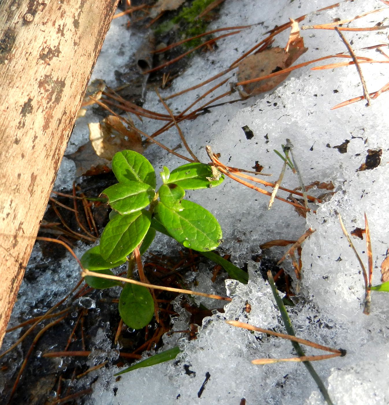 Image of Vaccinium vitis-idaea specimen.