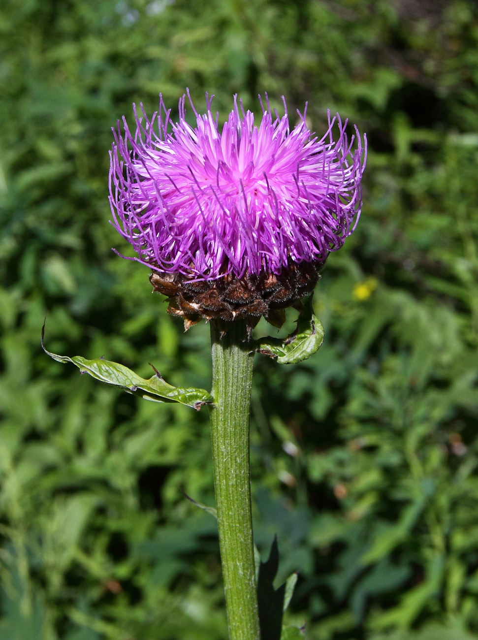 Image of Stemmacantha carthamoides specimen.