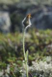 Hieracium subflexicaule