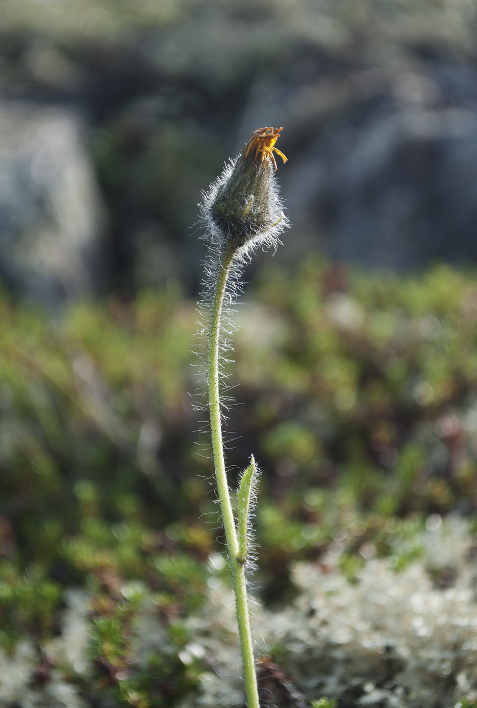 Изображение особи Hieracium subflexicaule.