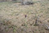 Iris longiscapa
