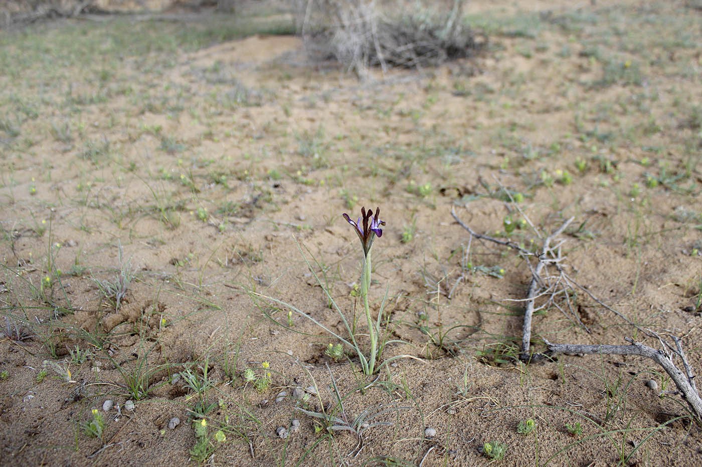 Image of Iris longiscapa specimen.