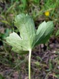 Ranunculus japonicus. Лист (обратная сторона). Амурская обл., Бурейский р-н, окр. с. Виноградовка, дорога в дубовом лесу, зарастающая травой. 28.07.2016.