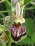 Ophrys mammosa subspecies caucasica. Цветок. Краснодарский край, м/о г. Новороссийск, гора Колдун, опушка дубового леса. 6 мая 2017 г.