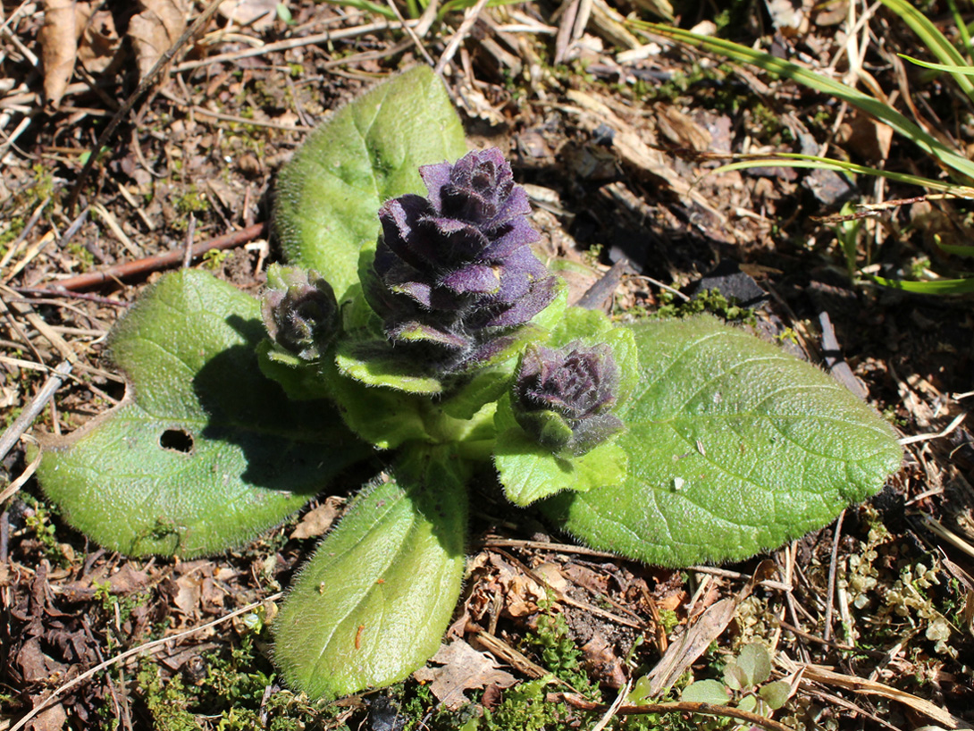 Image of Ajuga pyramidalis specimen.