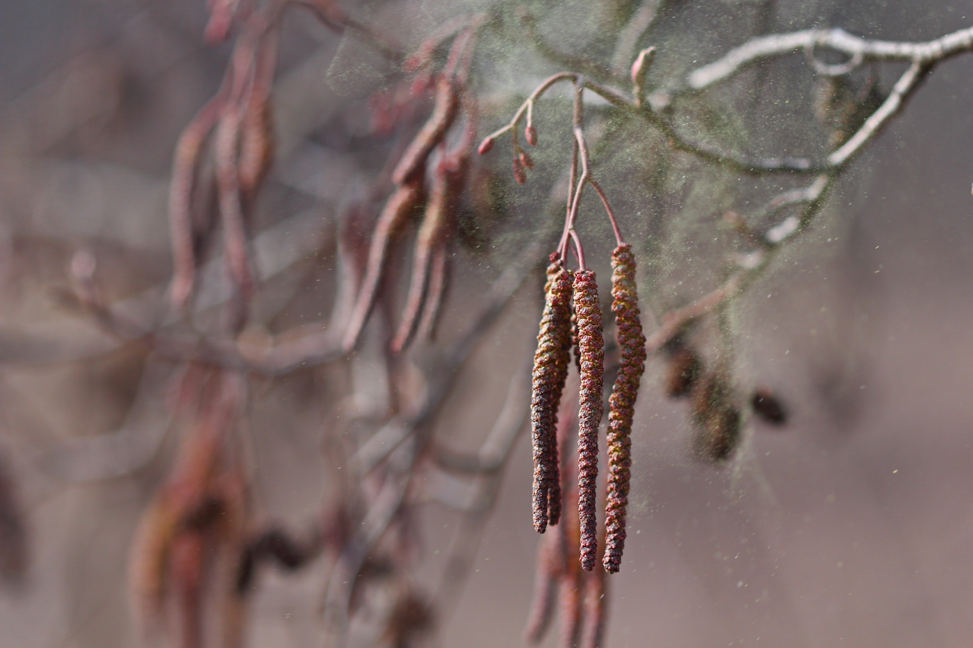 Изображение особи Alnus glutinosa.