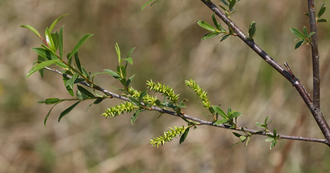 Изображение особи Salix nipponica.