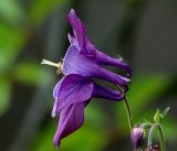 Image of taxon representative. Author is Виталий Гуменюк