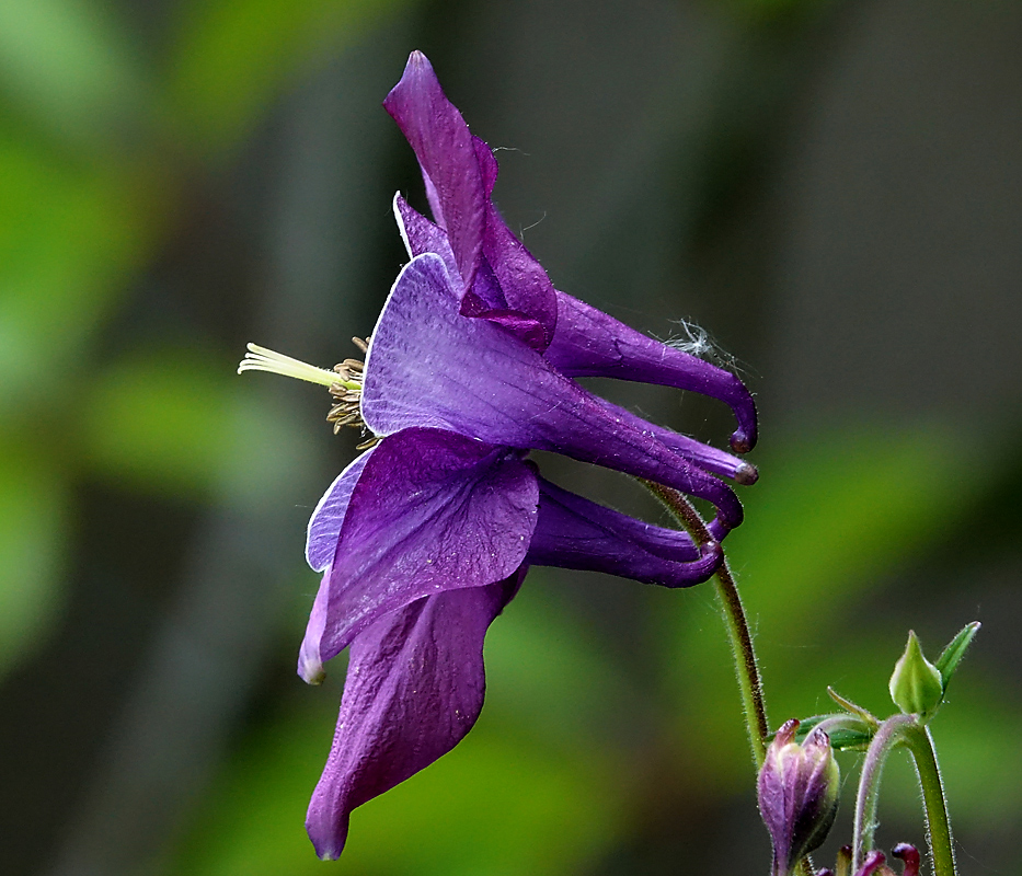 Image of Aquilegia vulgaris specimen.
