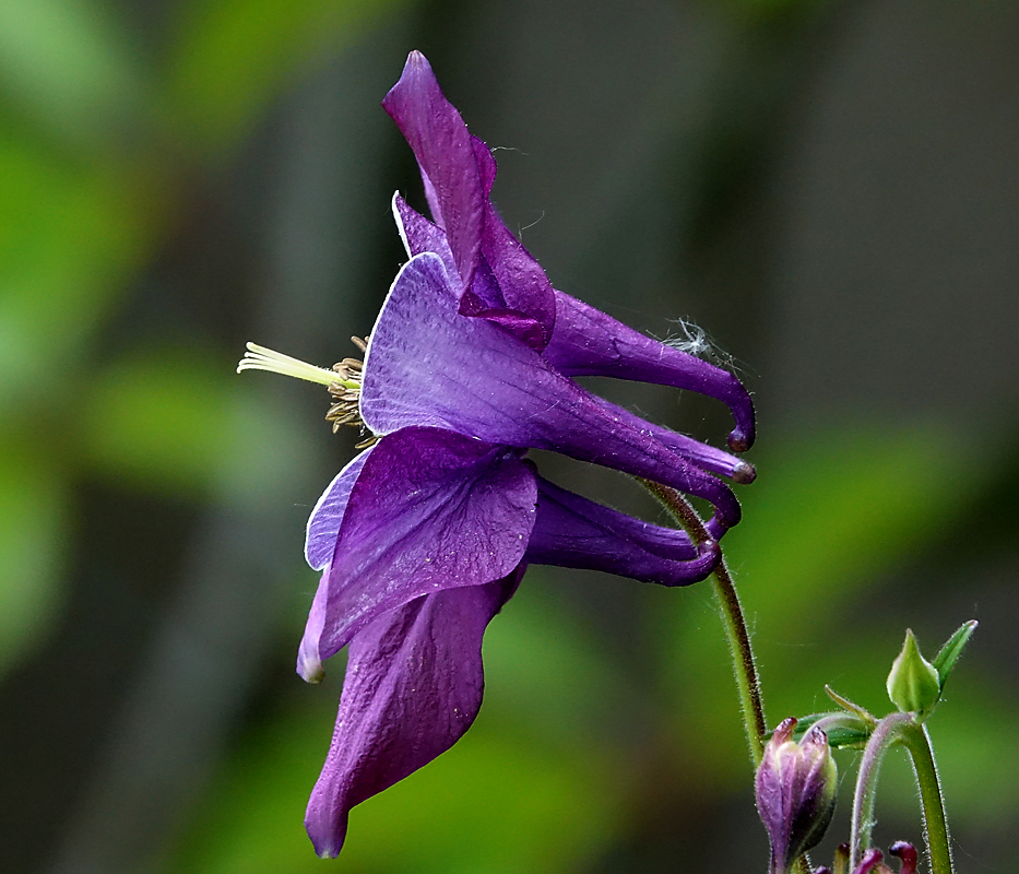 Изображение особи Aquilegia vulgaris.