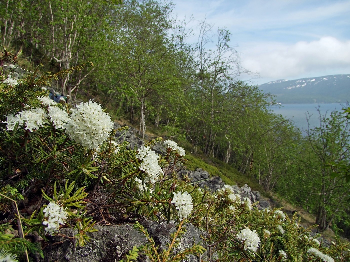 Image of Ledum decumbens specimen.