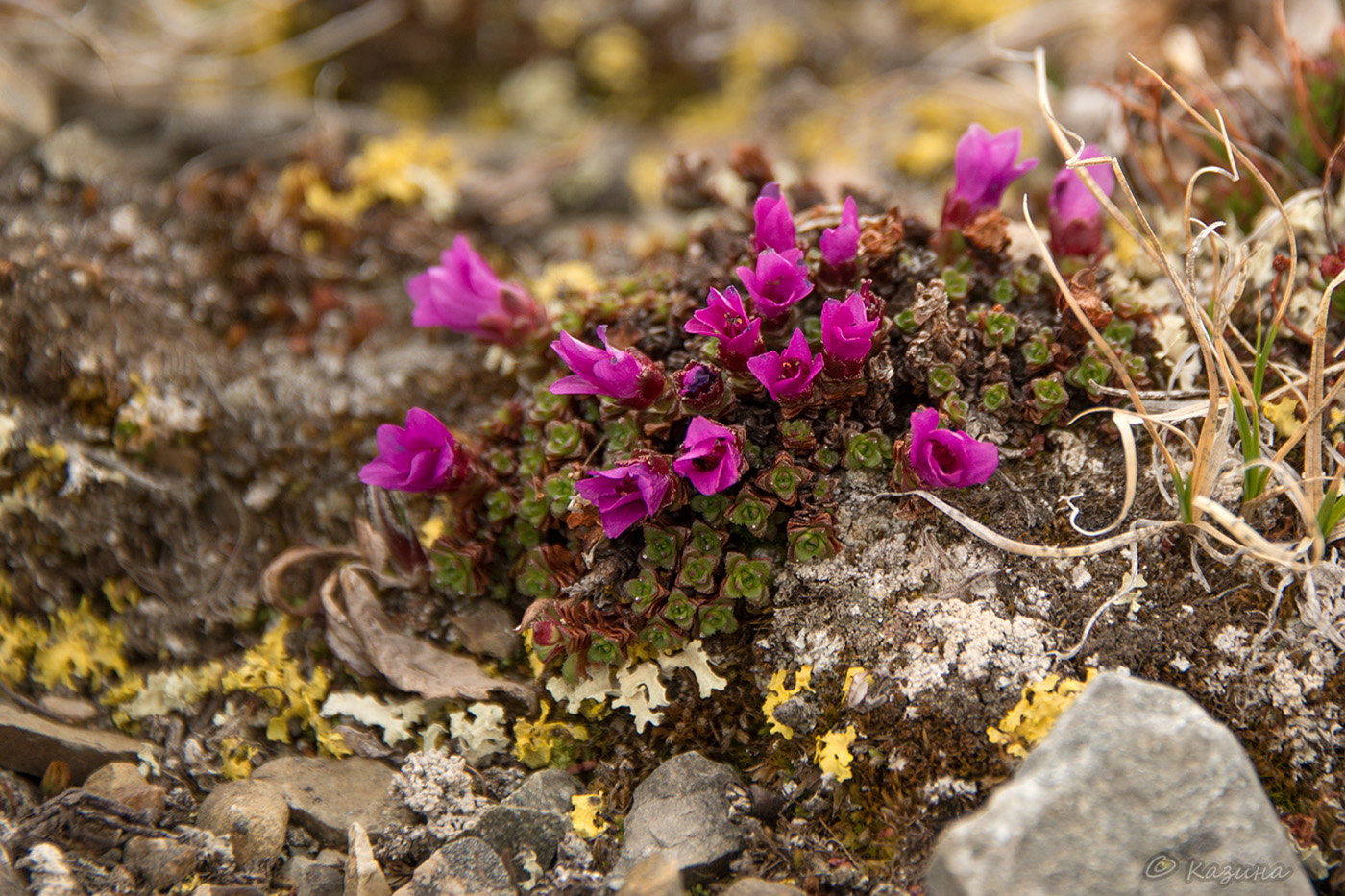 Image of Saxifraga asiatica specimen.