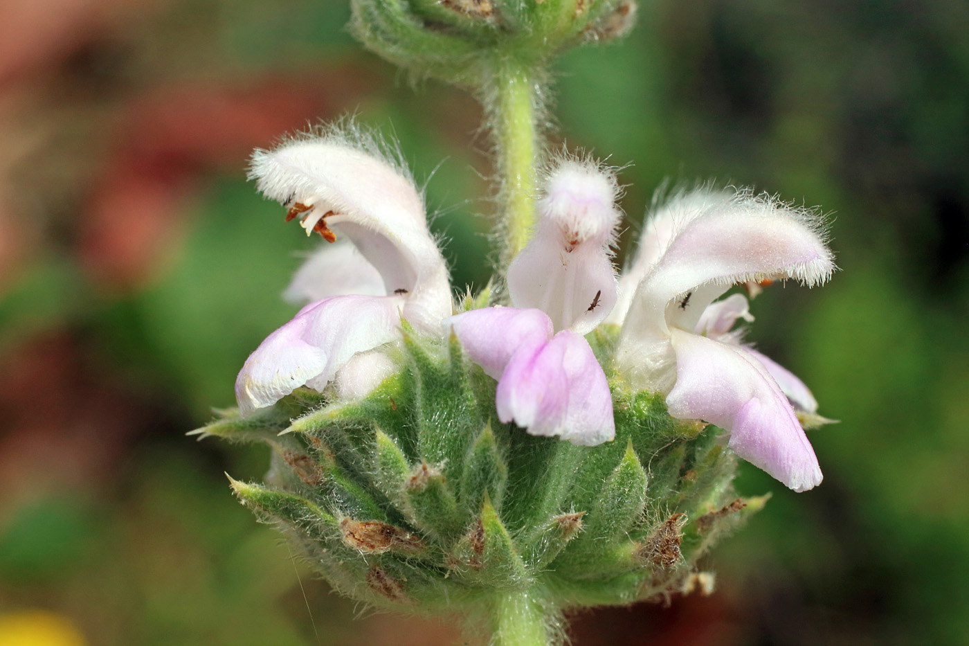 Изображение особи Phlomoides ostrowskiana.